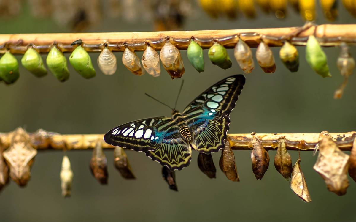 A blue butterfly and green cocoons illustrate the concept of transforming healthcare. Photo by Håkon Grimstad via Unsplash.
