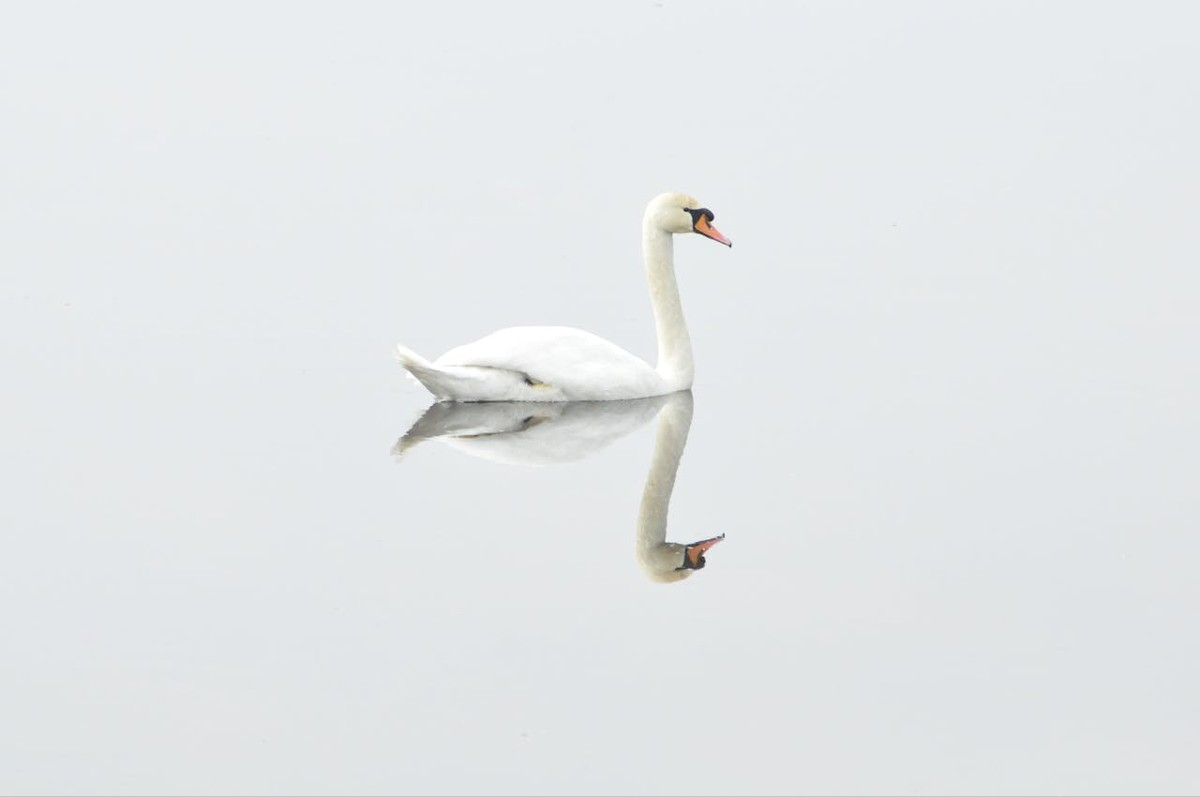 A swan is reflected on the surface of a calm lake